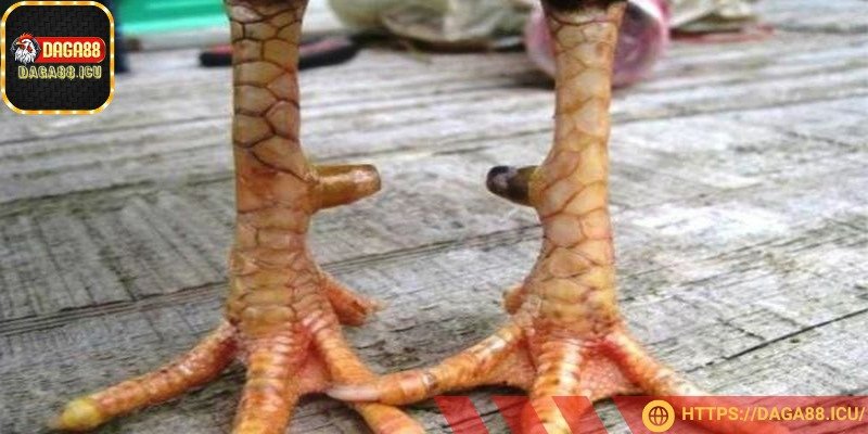 Giáp vy đao có thể tung ra các cú đá như “trời giáng”