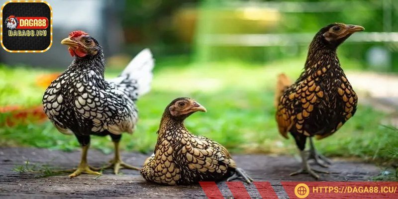 Nắm bắt cách nhận biết để chọn được kê chiến đấu